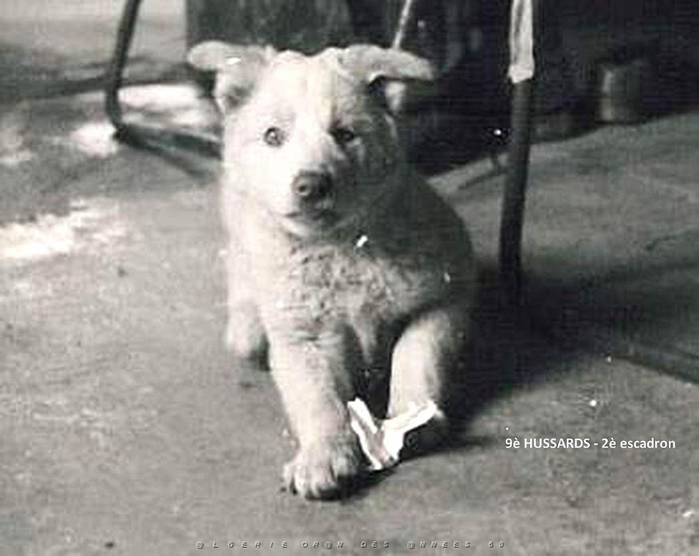 CHIEN 2.jpg